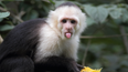 Love-seeking monkey on the loose after escaping from Wicklow sanctuary