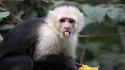 Love-seeking monkey on the loose after escaping from Wicklow sanctuary