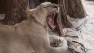 Man mauled to death by lion after trying to take a selfie with it