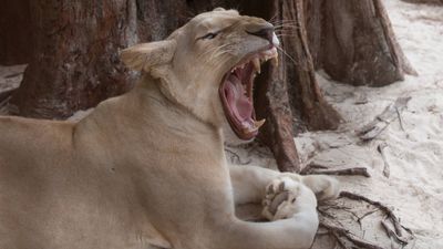 Man mauled to death by lion after trying to take a selfie with it