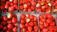 Dead mouse found in strawberries among thousands of Irish food safety complaints