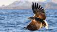 ‘Heartbreaking’ shooting of rare, endangered eagle in Roscommon sparks investigation