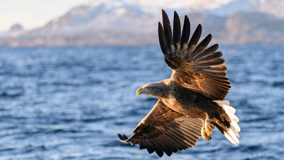 ‘Heartbreaking’ shooting of rare, endangered eagle in Roscommon sparks investigation
