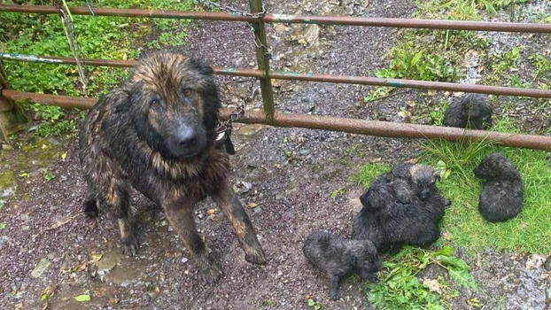 Dog rescue Cork