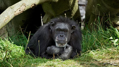 Dublin Zoo pays heartbreaking tribute to 62-year-old Betty the chimpanzee