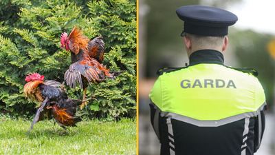 Gardaí discover 15 dead roosters after storming illegal cock fighting ring in Monaghan