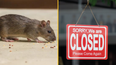 Popular Dublin food spot receives closure order for ‘active rodent infestation’
