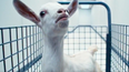 Severance star responds to ‘wild’ viral fan theory involving goats