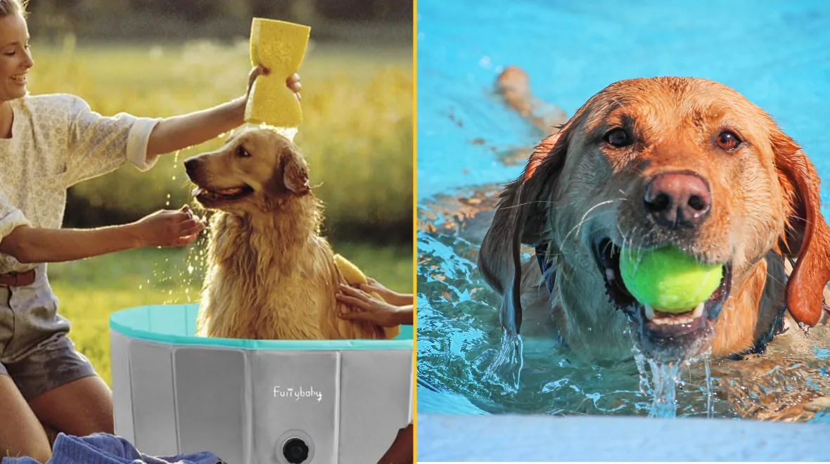 Keep your dog cool in this outdoor pool designed for pets