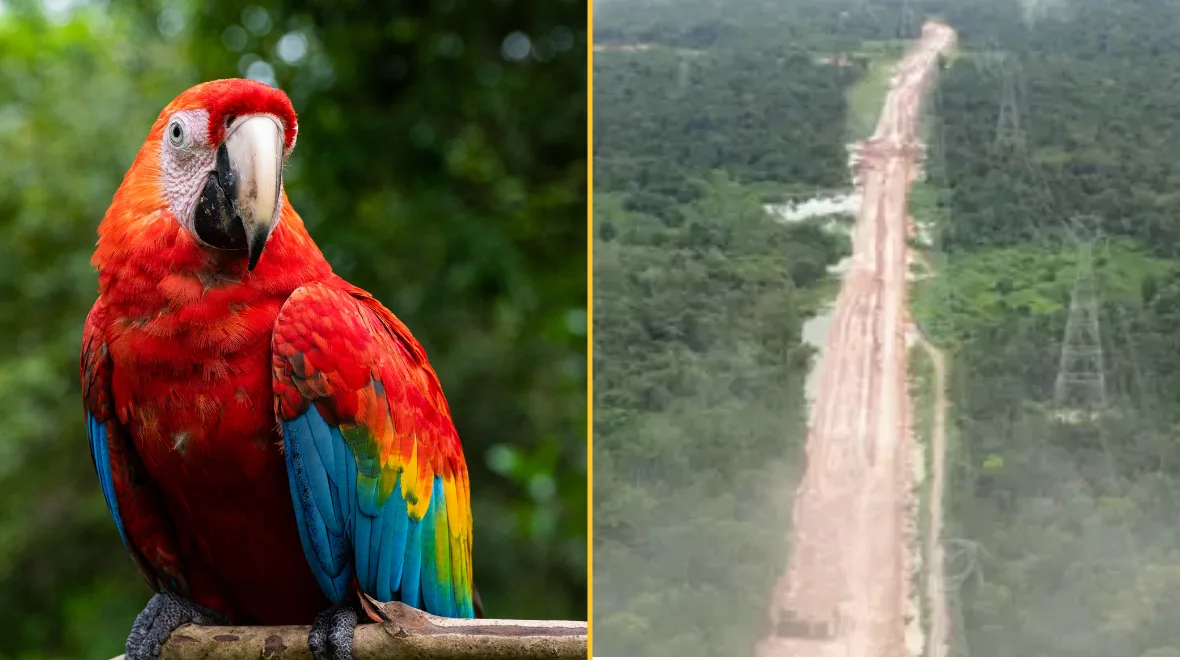 Swathe of Amazon chopped down to make way for road for COP30 climate summit
