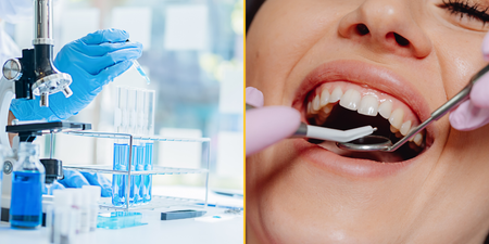Lab-grown teeth could become an alternative for fillings in humans