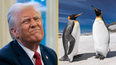 Donald Trump puts tariff on island only populated by penguins