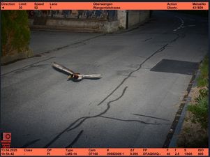Duck caught on traffic camera breaking speed limit could be repeat offender