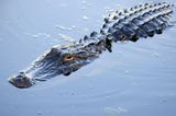Five people survive 36 hours in alligator-infested swamp after Amazon plane crash
