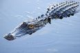 Five people survive 36 hours in alligator-infested swamp after Amazon plane crash