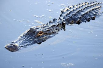 Five people survive 36 hours in alligator-infested swamp after Amazon plane crash