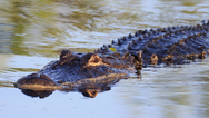 Tourist bitten by crocodile at zoo after mistaking it for a statue