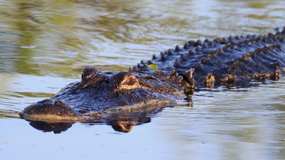 Tourist bitten by crocodile at zoo after mistaking it for a statue