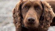 Dog finds bag packed full of thousands of cash