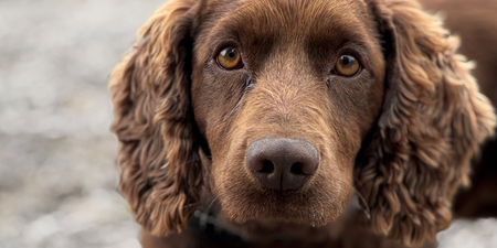 Dog finds bag packed full of thousands of cash