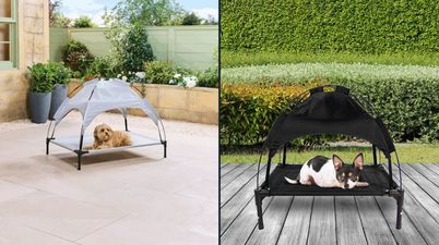 Aldi bringing back popular pet range to keep your dogs cool this summer
