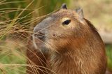 Animal lovers go wild for capybara cafe due to open this year