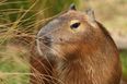 Animal lovers go wild for capybara cafe due to open this year