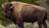 Millionaire game hunter gored to death by ‘Black Death’ buffalo he was trying to kill
